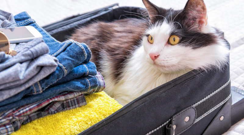 Car Travel Tips for Cats