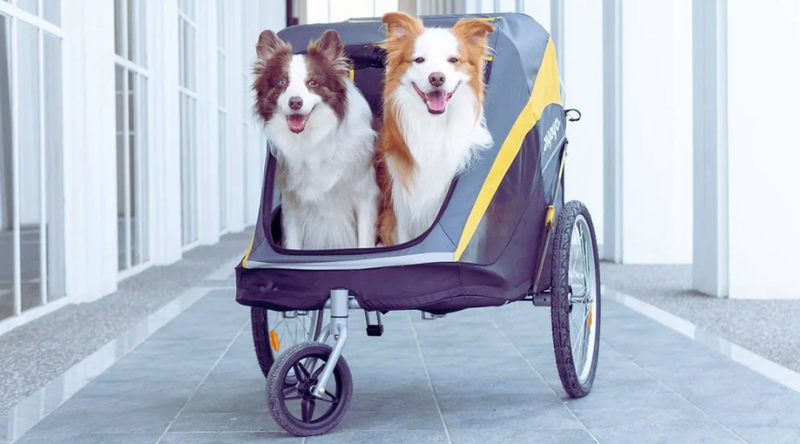 Do Dogs Like to Ride in Strollers?