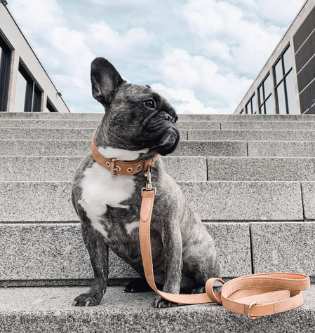 Leather Dog Collars