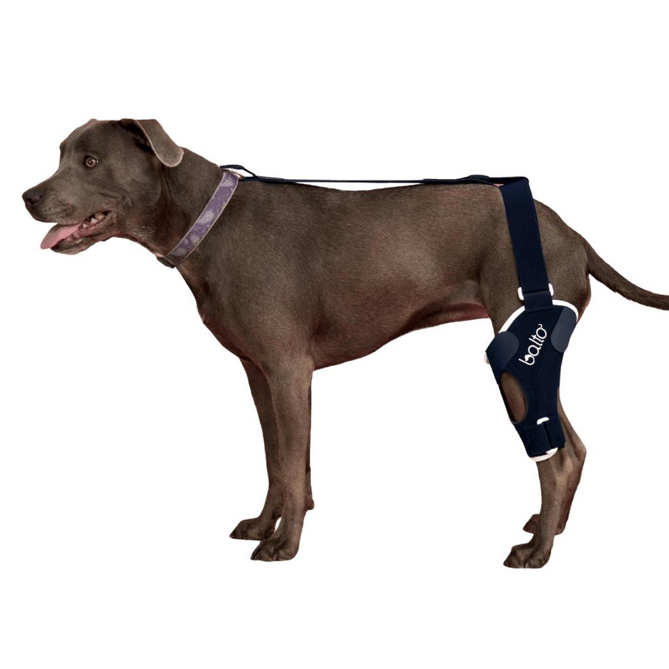 Balto® Elbow Dog Brace