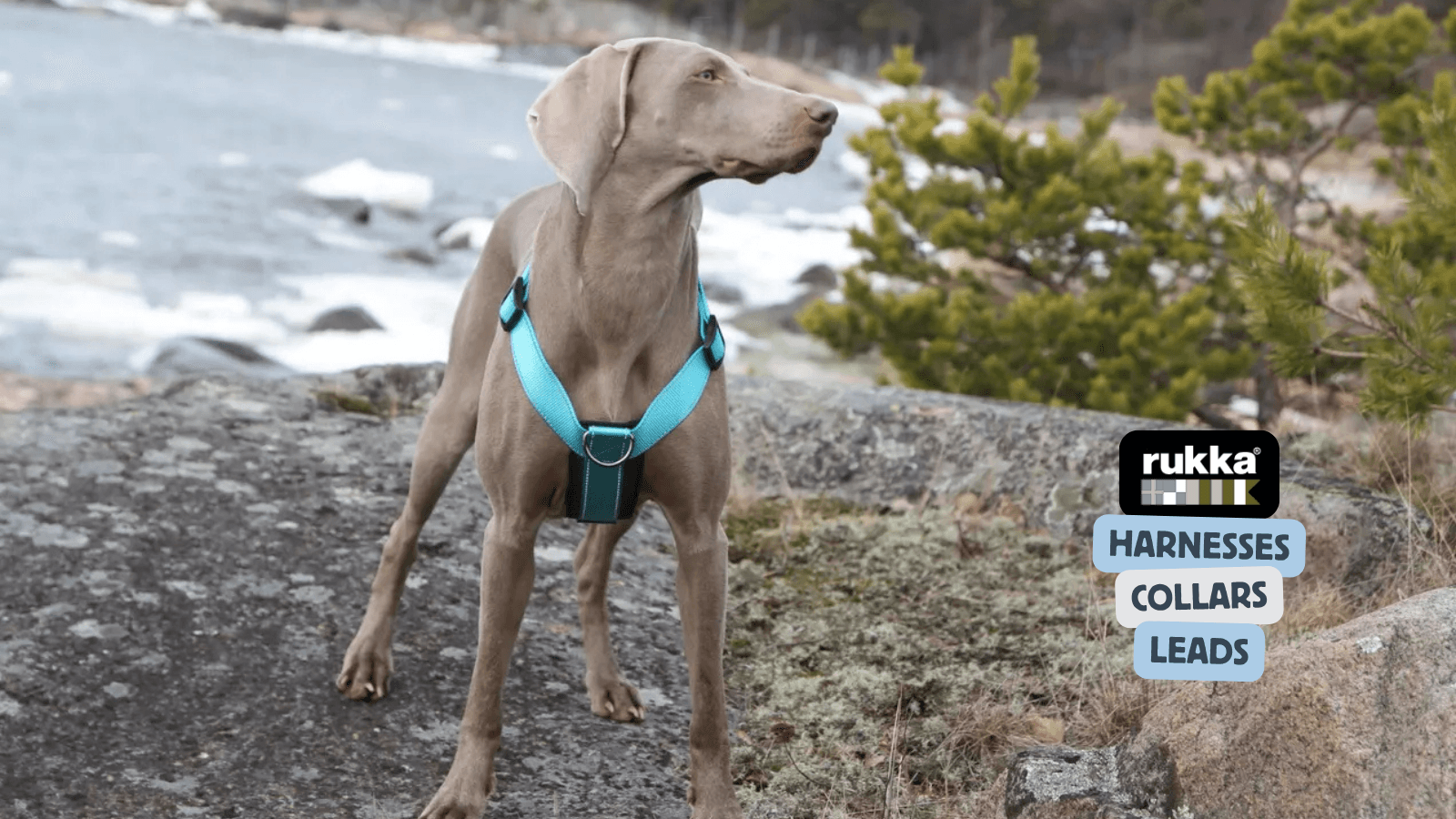  Rukka Dog Collection  No matter the weather—whether it's hot or cold, raining, sleeting, or gusty winds—you’ll never miss your dog’s daily walk. That’s why Rukka Pets designs products to keep your dog protected in all conditions, even the harshest ones.
