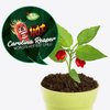 Looking to Grow Your Own - Carolina Reaper Chilli? Get the ultimate satisfaction of growing your own spicy peppers at home with our easy-to-use kit. Order now!