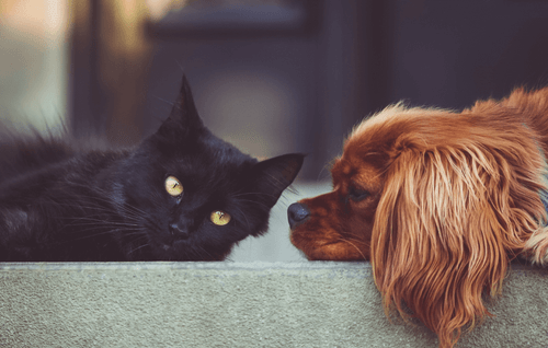 Could Your Pet Be a Sensory Buddy?