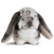 Crafted with meticulous attention to detail, this Living Nature Grey Dutch Lop Ear Rabbit features premium fabrics that lend an incredibly realistic appearance and a super soft touch.