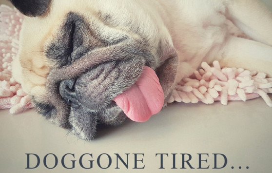 Doggone Tired...