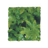 ZooMed Large Congo Ivy
