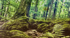 Galapagos Terrarium Clings Forest 15"x 36"