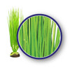 Weco Plant Asian Hairgrass 18"