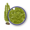 Weco Plant Green Foxtail 9"