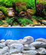 Seaview Aqua Garden/Brightstone 12"x 50' Double Sided Background