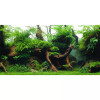Seaview Greenspike/Amazonia 18" x 50' Double Sided Background