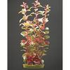 Marina 5" Red Ludwigia