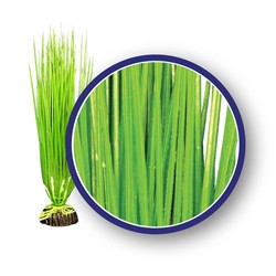 Weco Plant Asian Hairgrass 9"