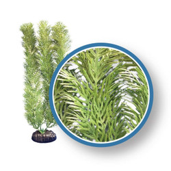 Weco Plant Green Cabomba 12"