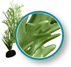 Weco Plant Green Giant Kelp 30" PRO