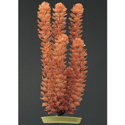 Marina 8" Foxtail