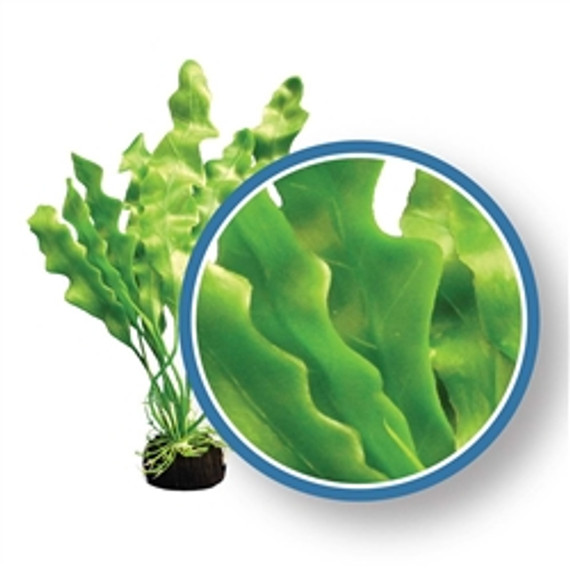 Weco Plant Amazon Ruffled Sword 30" PRO