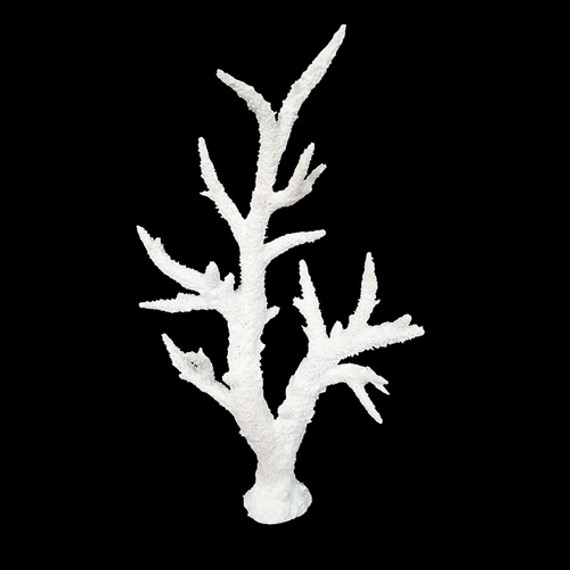 Weco Staghorn Tall White - Medium