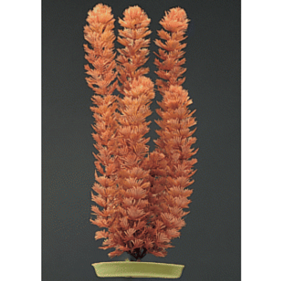 Marina 5" Foxtail