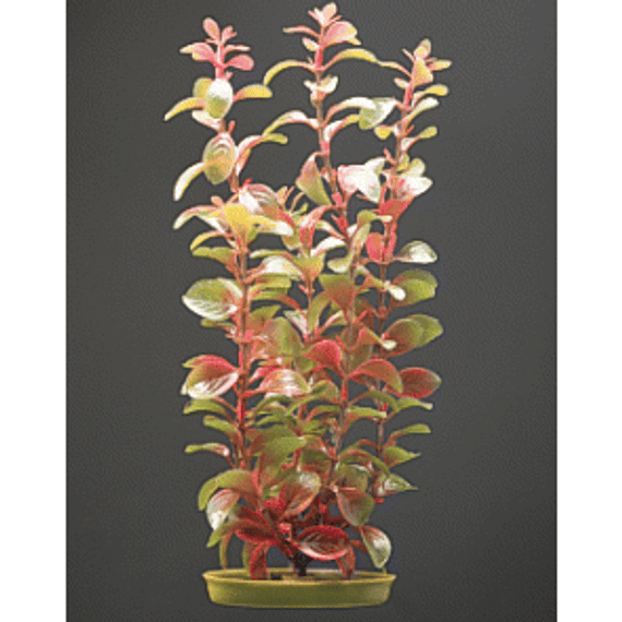 Marina 5" Red Ludwigia
