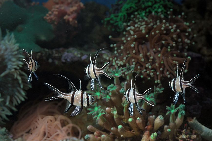 Mistakes to Avoid When Buying a Large Aquarium Online