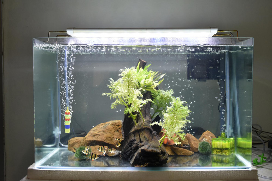 When To Upgrade Fish Tank Stands And Canopies For Winter Safety