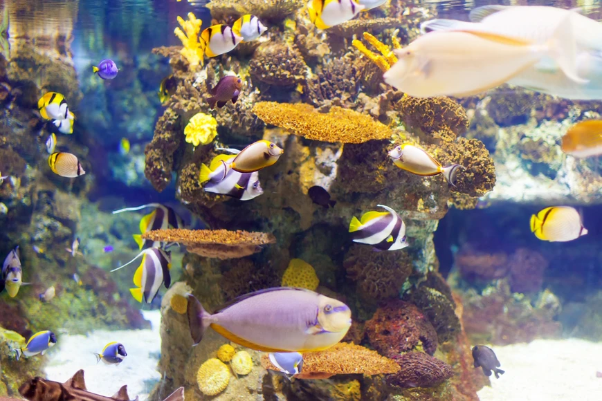 Why Aquarium Pumps Are the Hidden Engine of Stable Fish Tanks