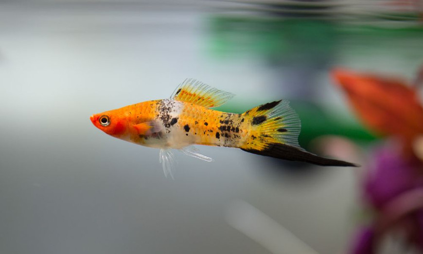 Which Types of Fish To Use in Your Small Aquarium