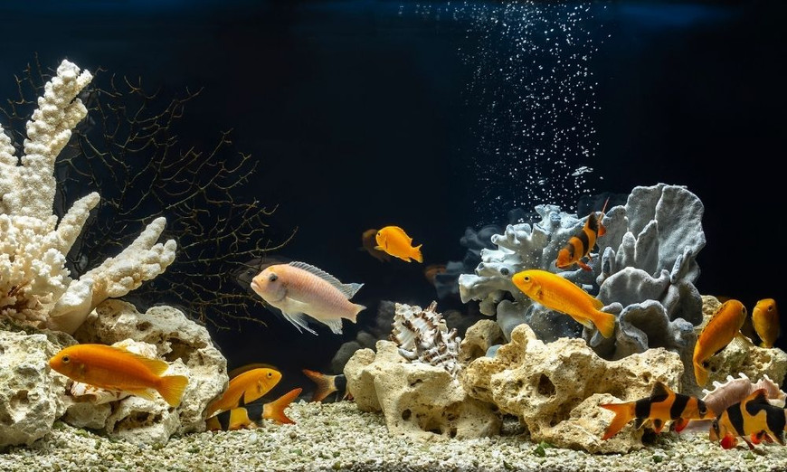 How Do You Properly Set Up a 30-Gallon Fish Tank?