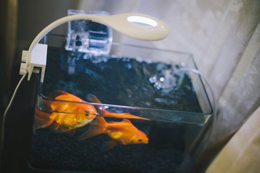 Selecting the Perfect ProClear Aquarium Sumps for Different Tank Sizes