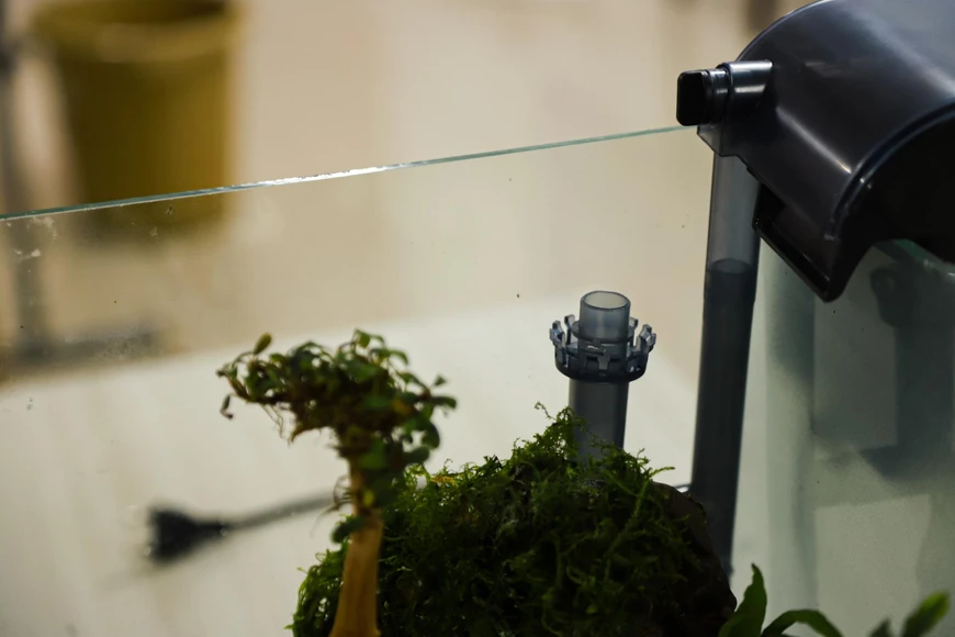 Aquarium Pump Maintenance: Clean Impellers, Prevent Clogs, Extend Life