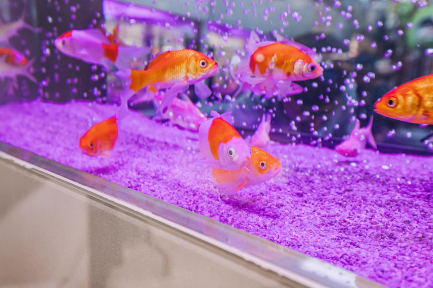 When Should You Replace Your Aquarium Pump: Warning Signs to Watch For