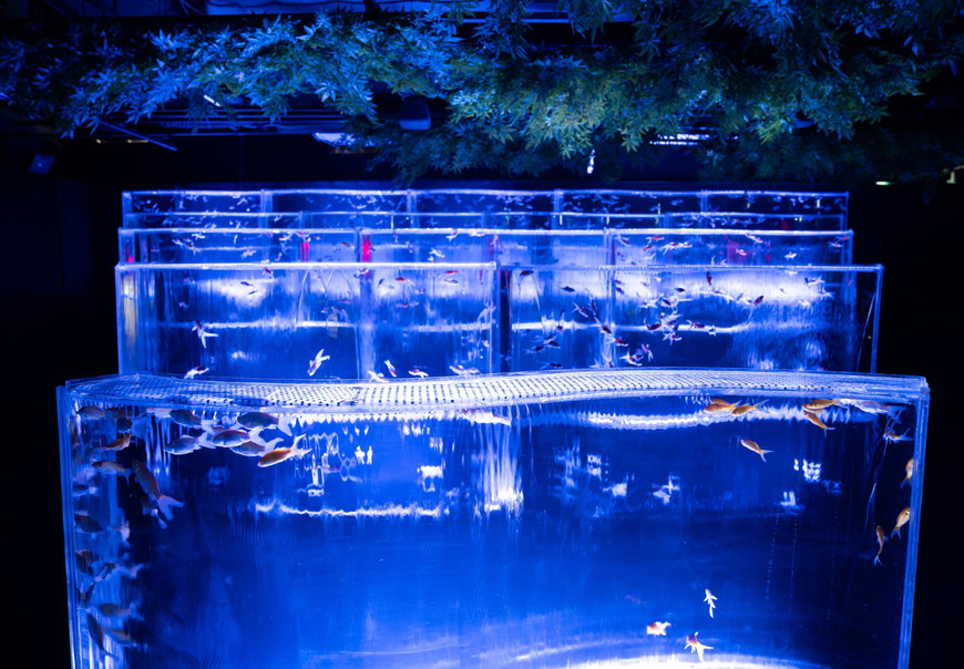 Top Tips for Setting Up a New Aquarium Lighting System