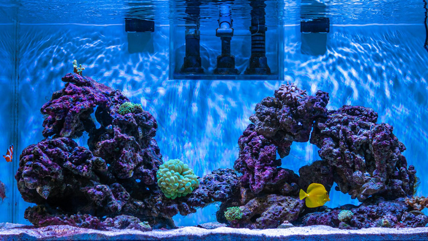Aquarium Return Pumps: DC Vs. AC, Head Pressure, Turnover, and Efficiency