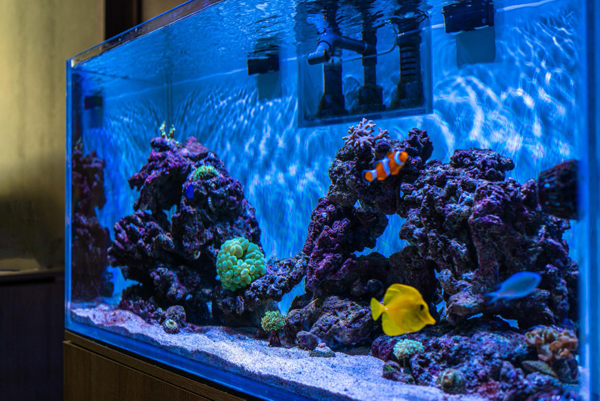 Why You Need a Sump in Your Saltwater Aquarium