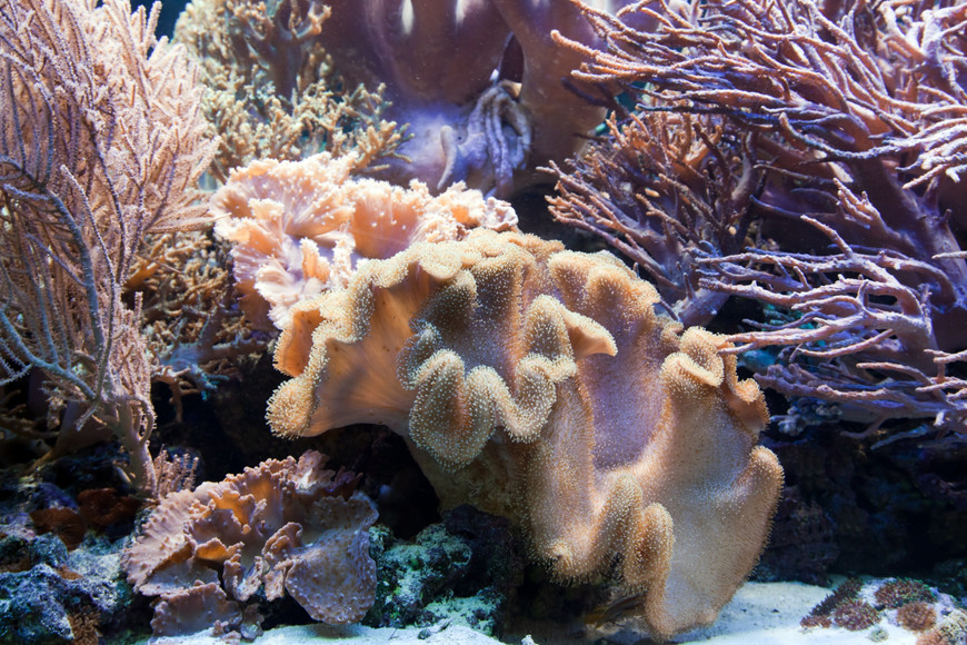 7 Warning Signs Your Saltwater Aquarium Needs Immediate Attention