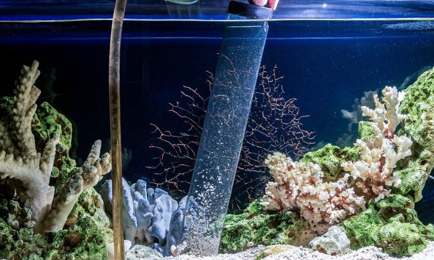 5 Things To Do When Cleaning a Fish Tank - Fish Tanks Direct