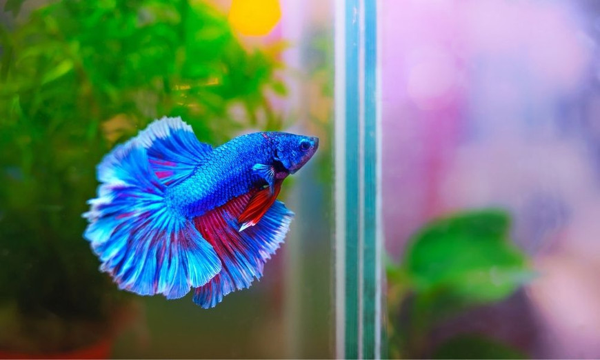 betta fish good for home