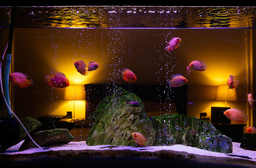 Unleash the Power of Aquarium Automation: Advanced Gadgets for a Stress-Free Aquatic Experience