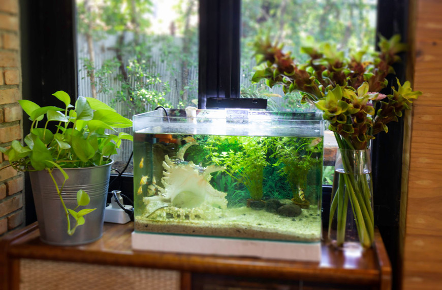 Choosing the Best Aquarium Heater for Your Tank