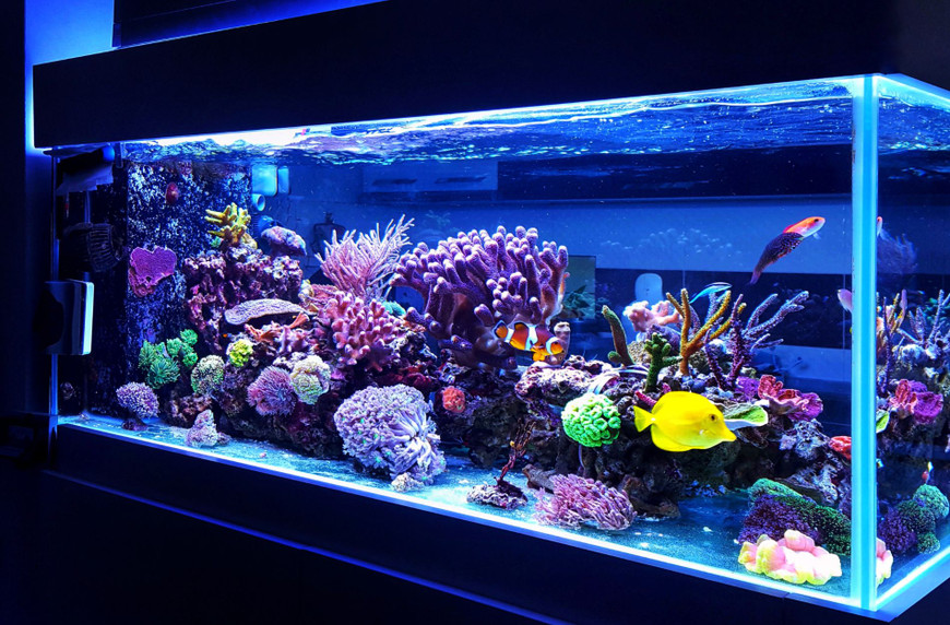 Creating the Perfect Aquatic Atmosphere: Aquarium Backgrounds, Lighting, and Decor
