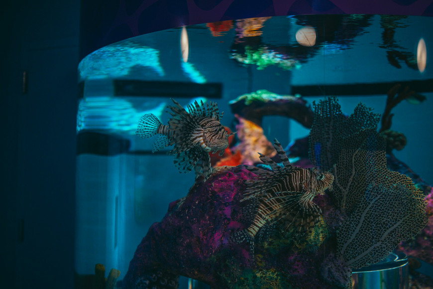 Designing Aquarium Equipment Layouts for Odd-Shaped Tanks