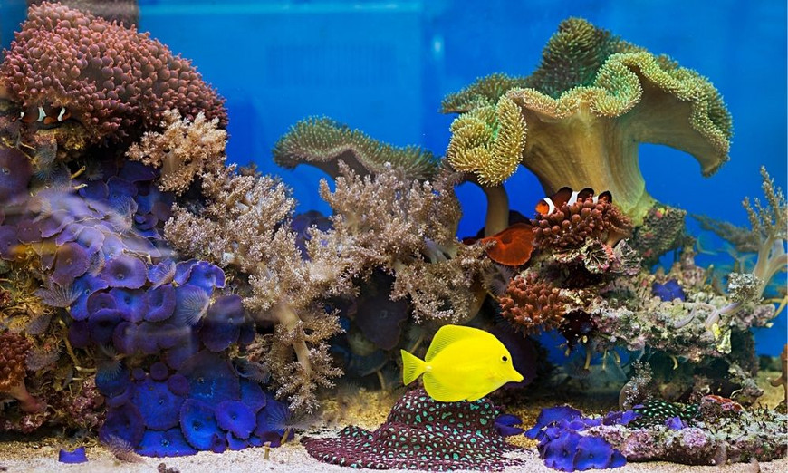 3 Simple Reasons We Love 30-Gallon Fish Tanks