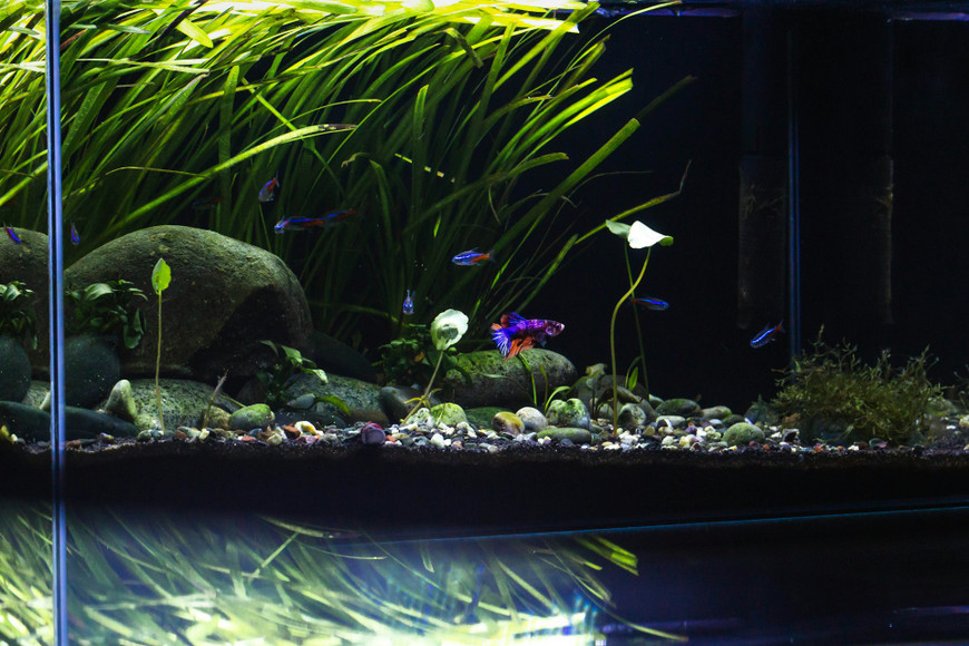 Aquascaping with Sustainability: Eco-Friendly Solutions for Energy Efficiency