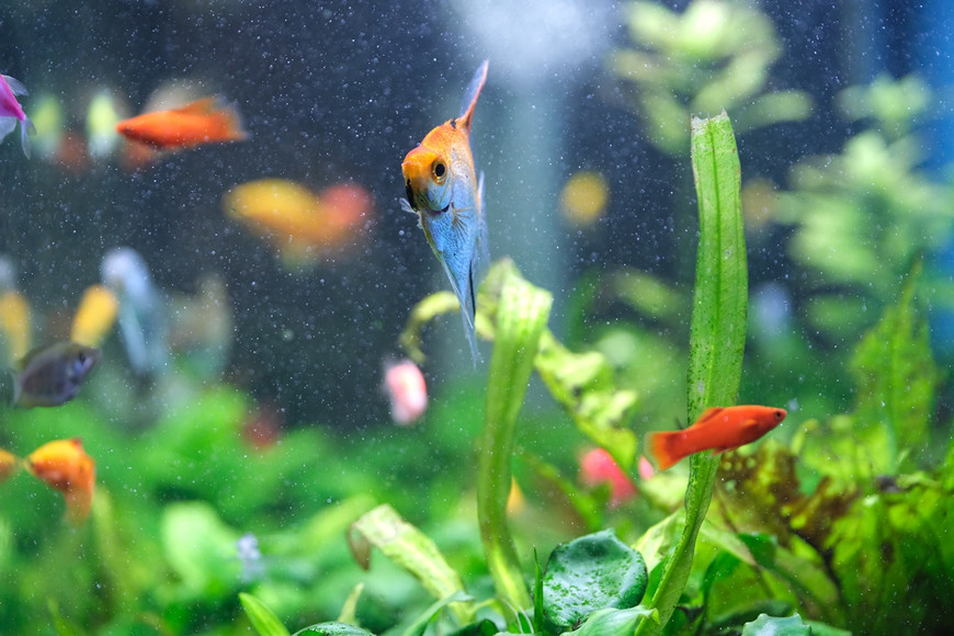 Best Practices for Aquarium Lighting and Plant Health