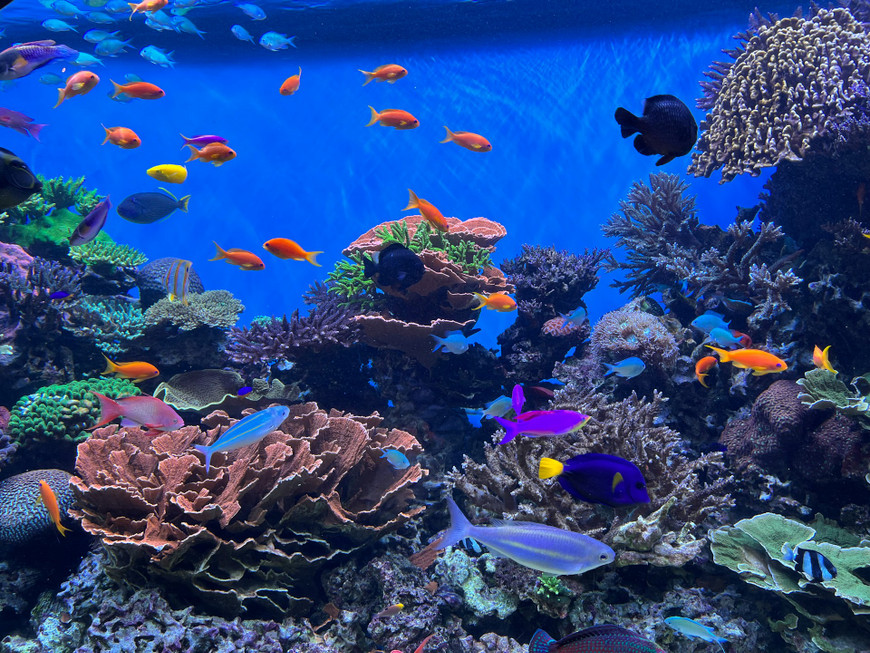 Spring Aquarium Equipment Checkup for Clear, Trouble-Free Tanks