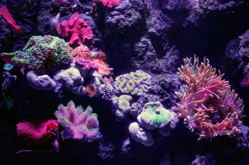 Debunking Aquarium Equipment Myths for Clearer, Healthier Tanks