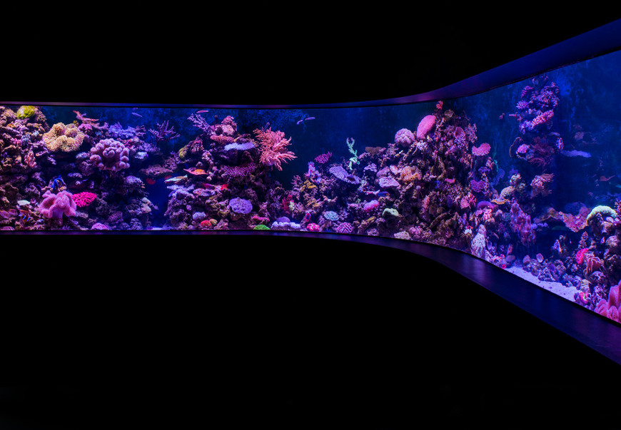 What to Do When Your Marine Fish Tank Develops a Leak