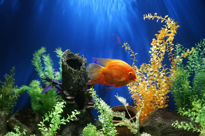 Stock-First Aquarium Planning: Species List and Compatibility Before Buying Gear