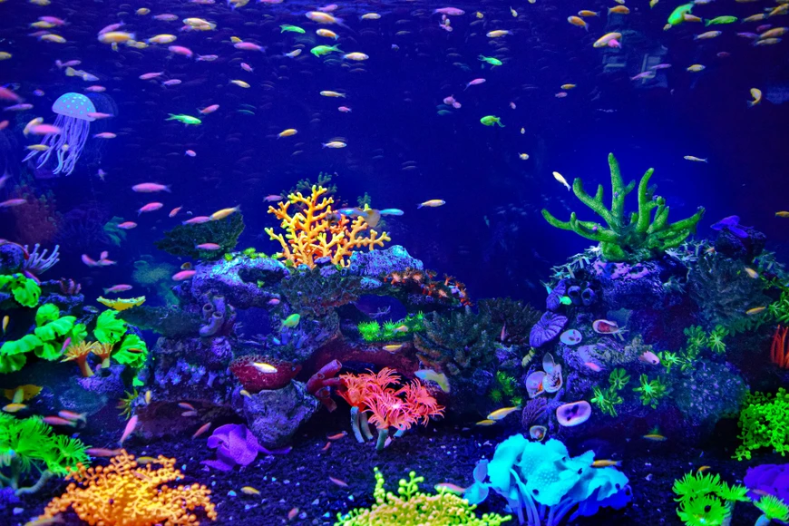 Selecting Aquarium Equipment for Peaceful Nighttime Bedrooms